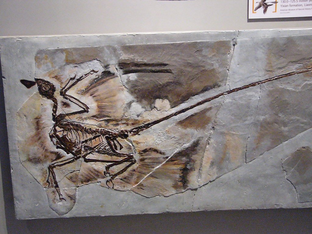 Dinosaur feathers, winged dinosaurs