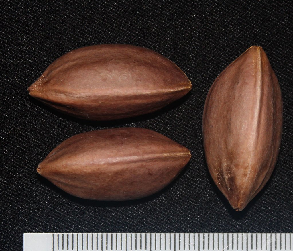 Canarium odontophyllum