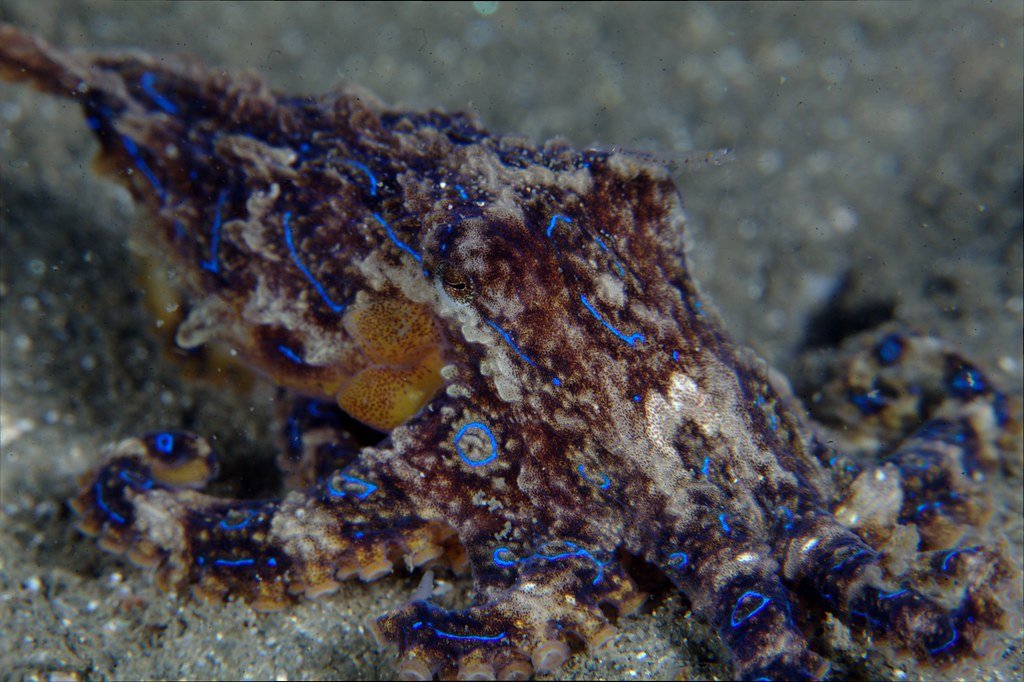 Blue Ring Octopus