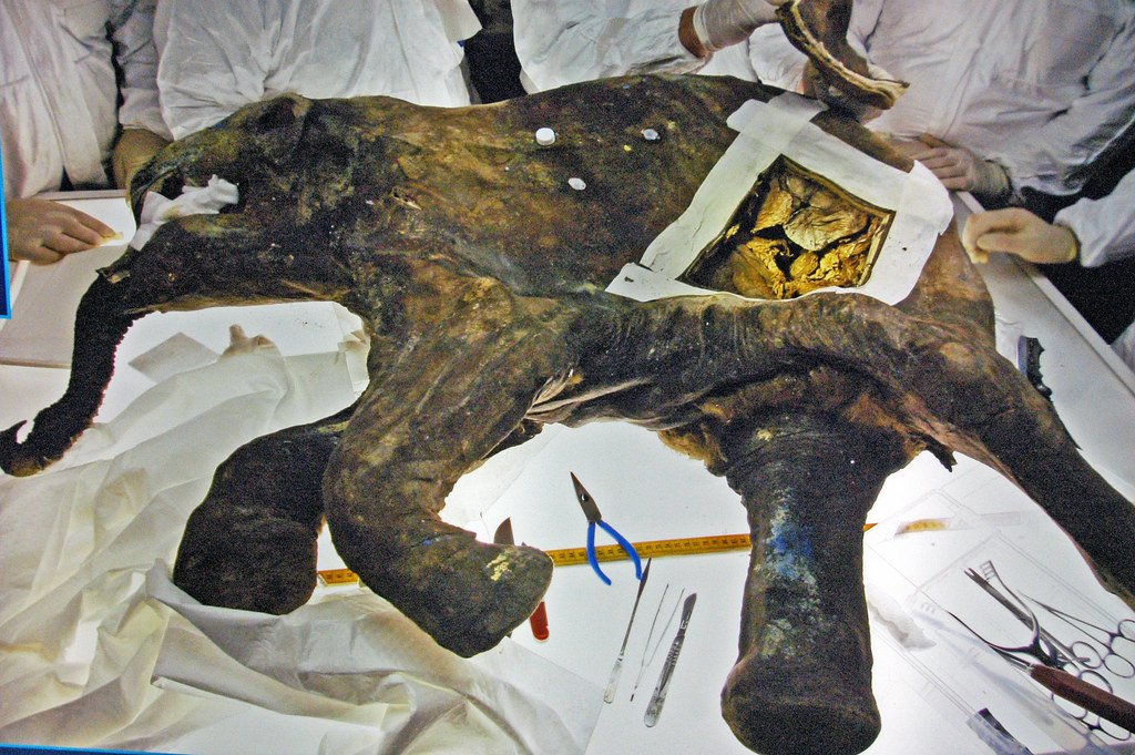 Mammuthus primigenius
