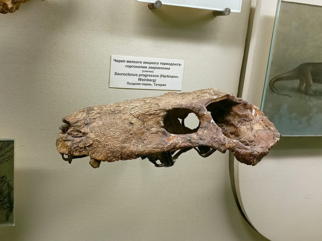 The holotype skull of Sauroctonus progressus, a medium-sized gorgonopsid known from Tatarstan, Russia.