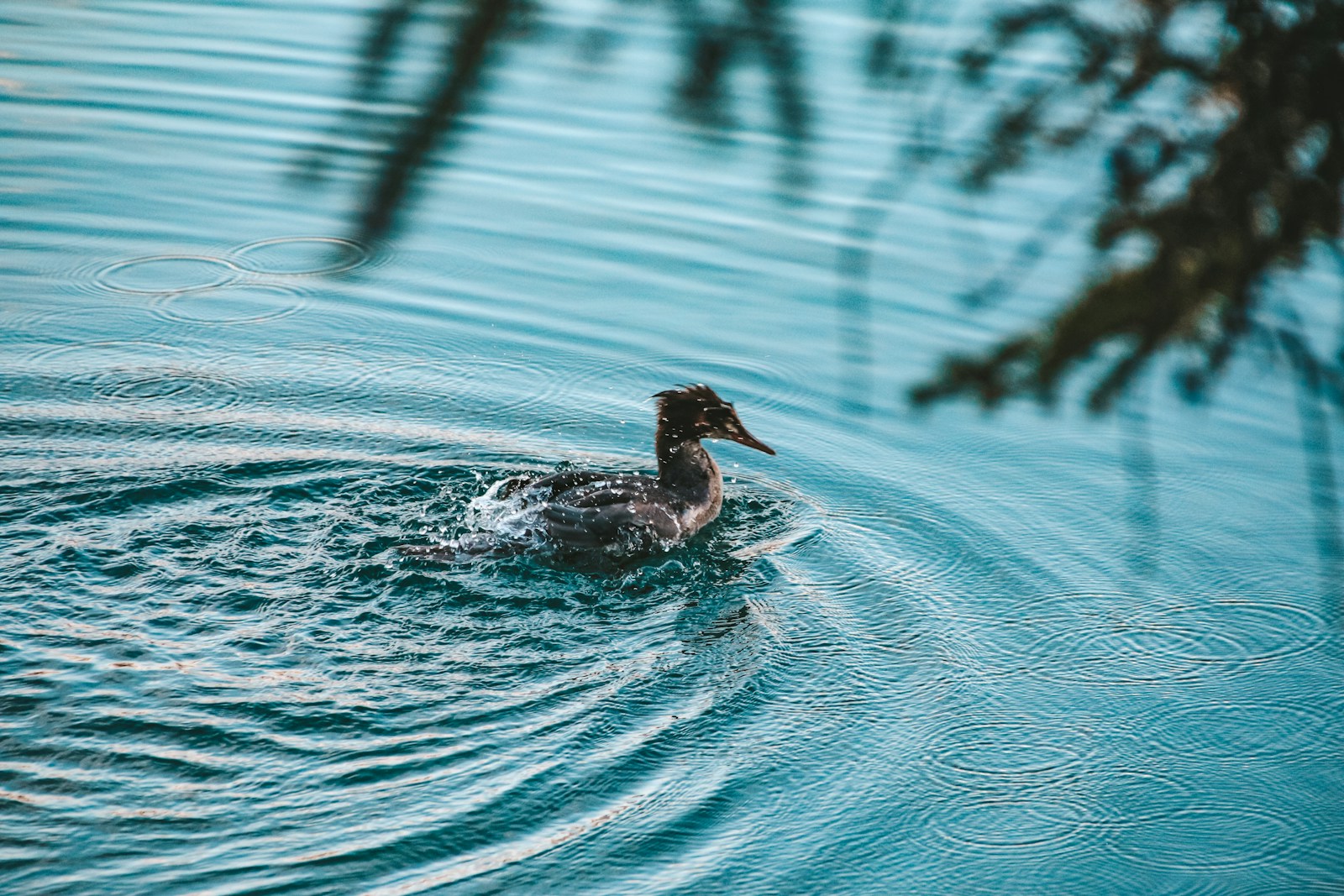 Loons and Legends: Why These Birds Still Haunt the Canadian Wilderness