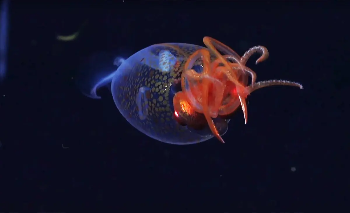 Scientific Breakthrough: Colossal Squid Filmed Alive After 100 Years of Mystery