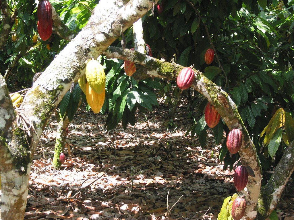 Cacao.