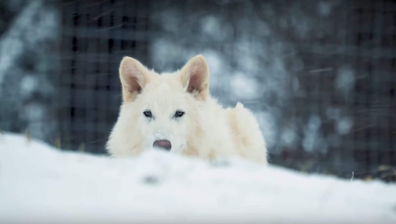 Rewilding with Code? The Dire Wolf’s Return & The Future of Conservation