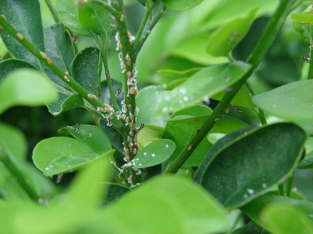 Huanglongbing, citrus disease