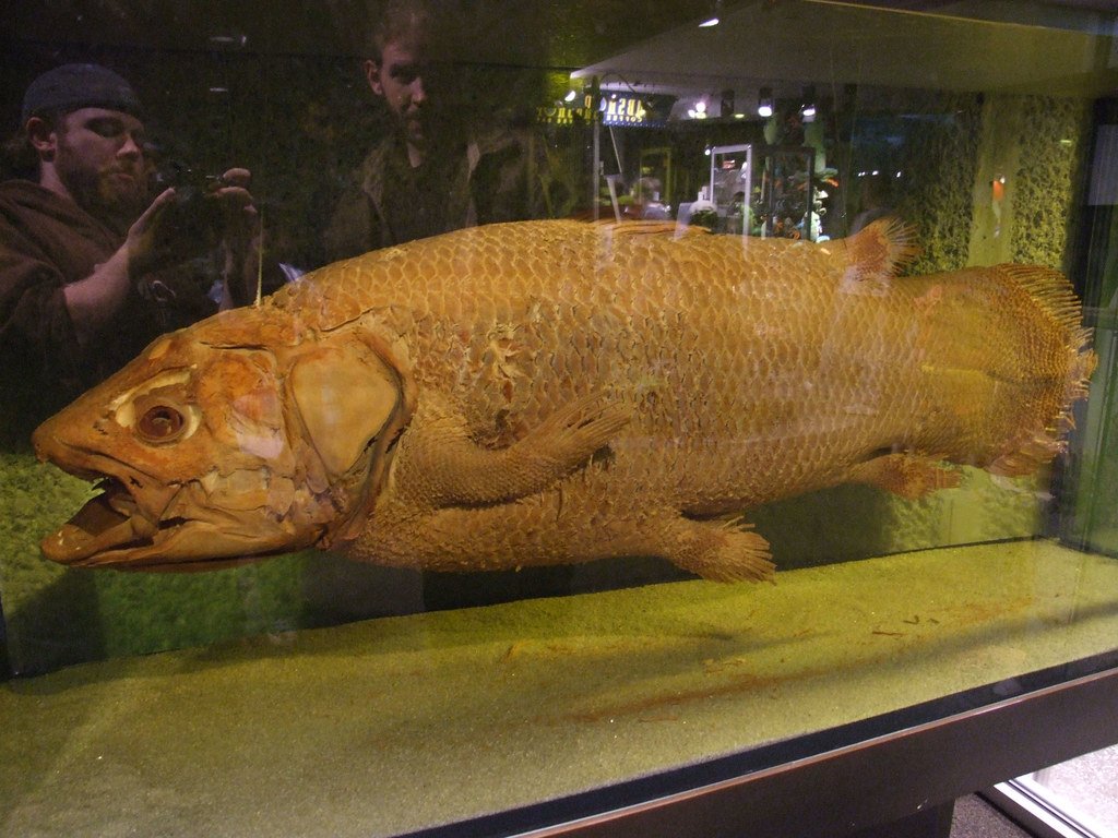 Coelacanth