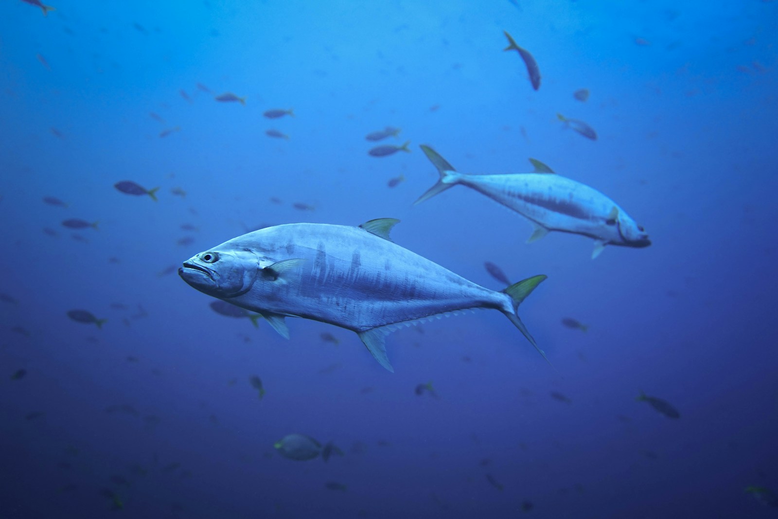 When Fish Cross Borders: The Political Problem of Migrating Tuna
