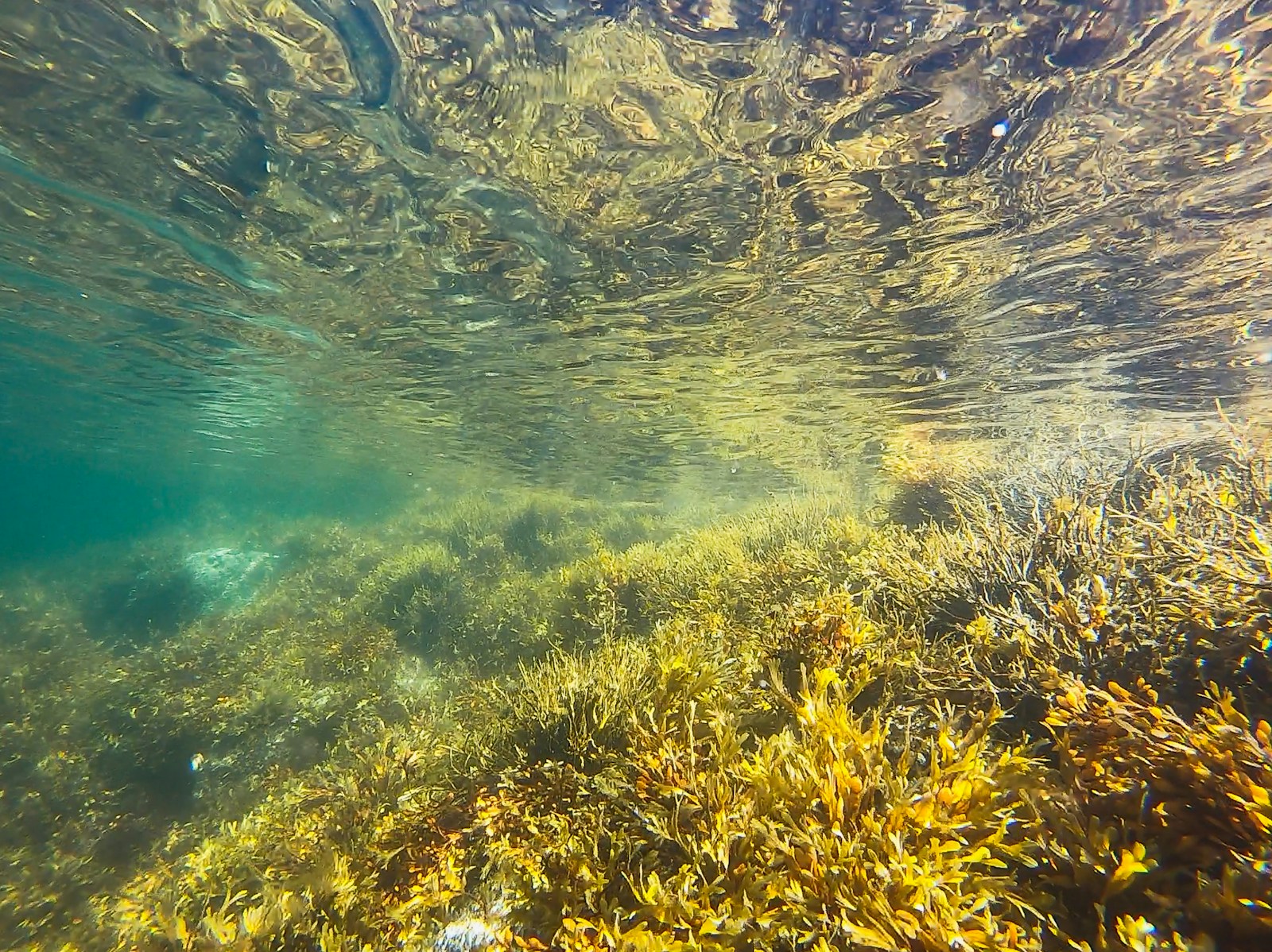 California’s Kelp Forests Are Dying: What It Means for the Ocean Ecosystem
