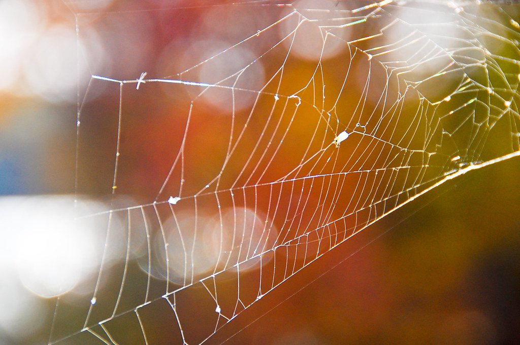 Spider web