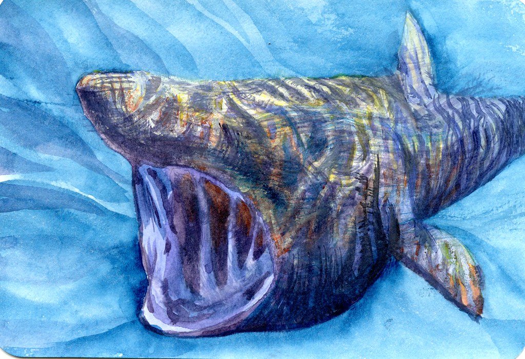 Basking Shark.