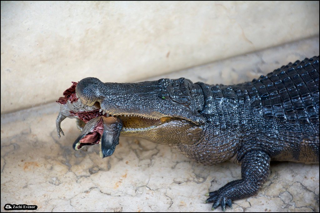 Deinosuchus