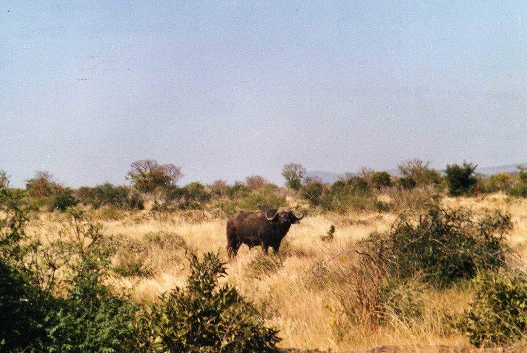 Buffalo in an African jungle.