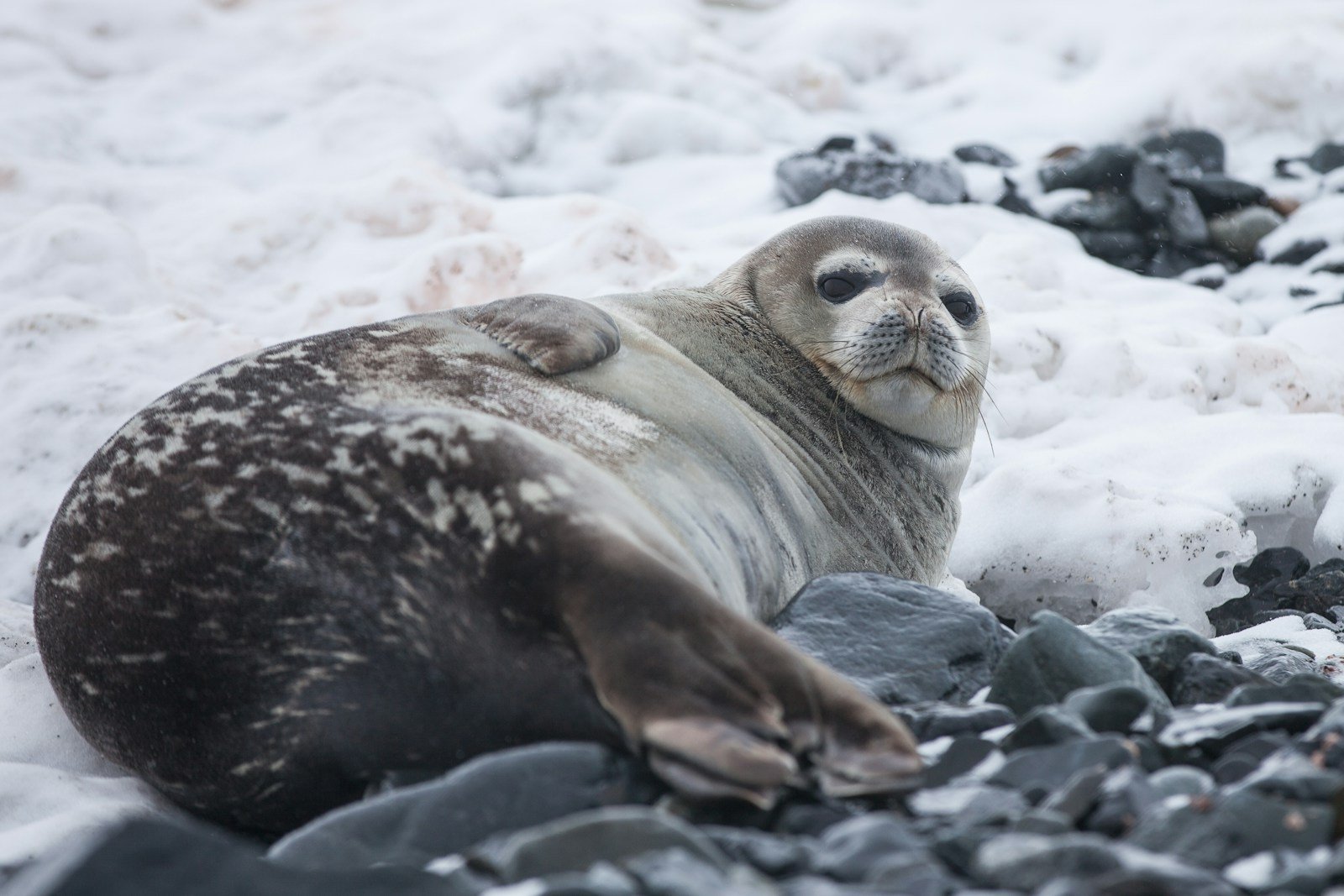 Hawaiian Monk Seals: The World’s Most Endangered Seals