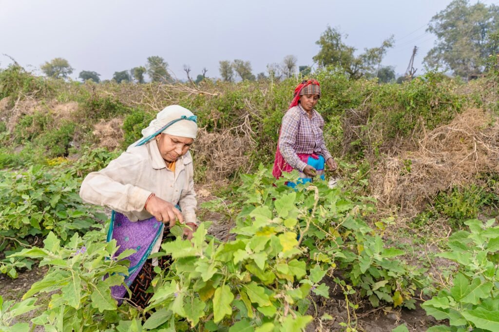 Two farmers working next to each other in a field.