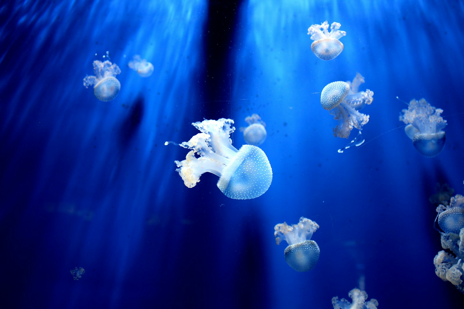 The Most Venomous Marine Creature Isn’t What You’d Expect