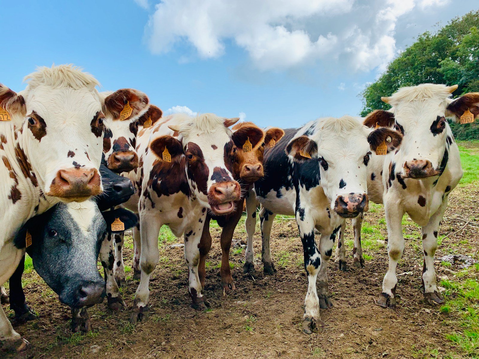Methane and Milk: The Environmental Footprint of Cows Explained