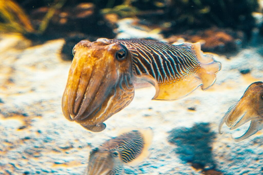 brown and white fish in water
