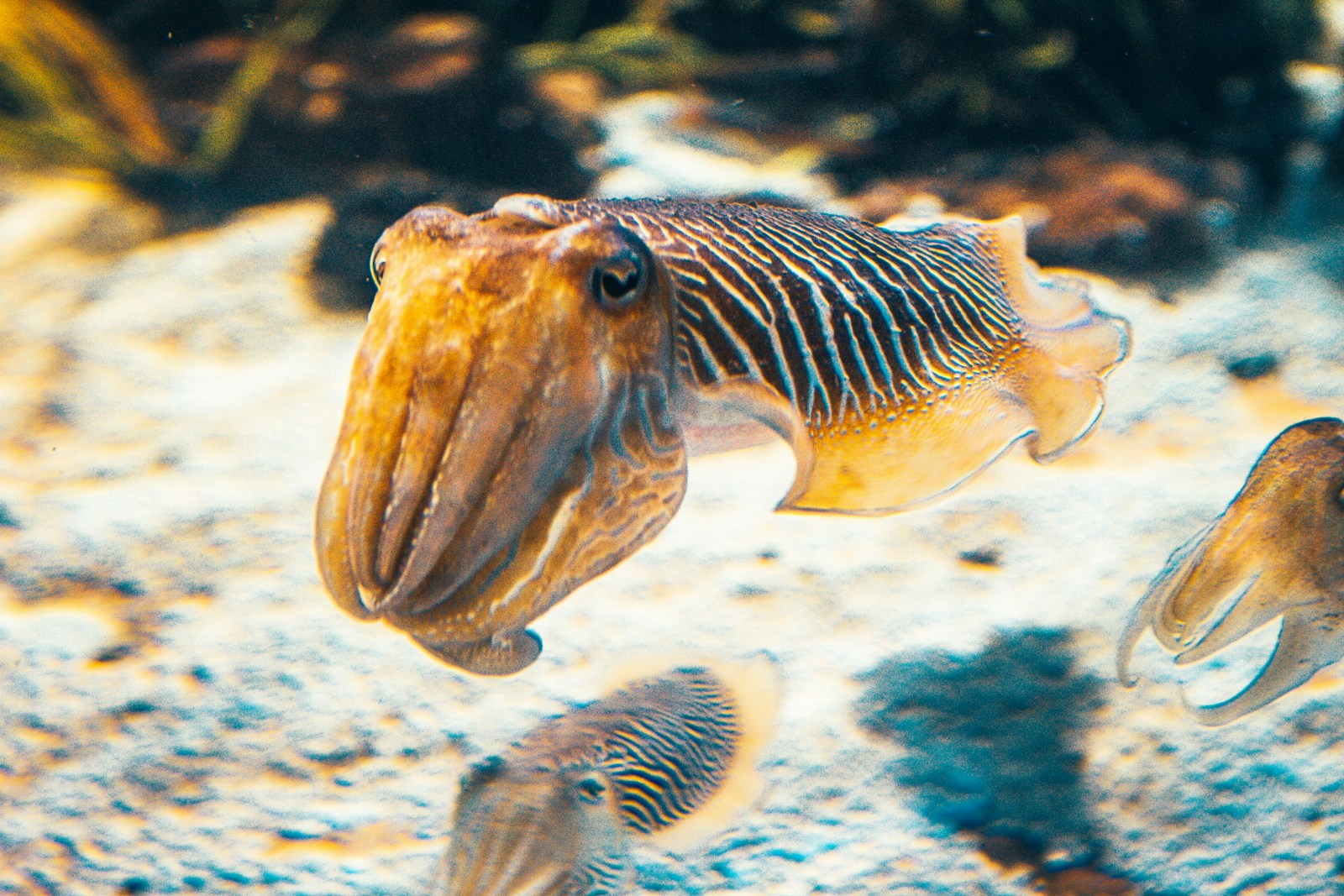 This Fish Can See Infrared and Ultraviolet — The Most Complex Eyes Underwater