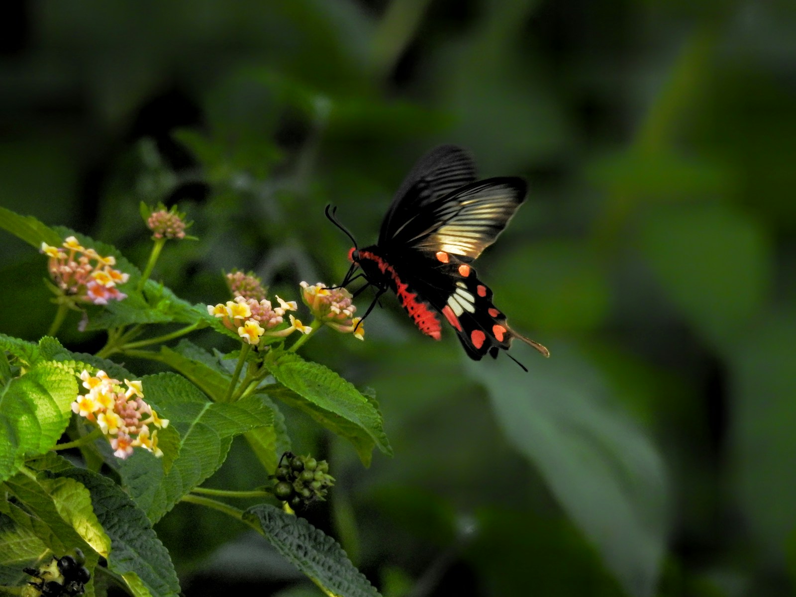 Why Some Butterflies Drink Blood, Sweat, and Tears