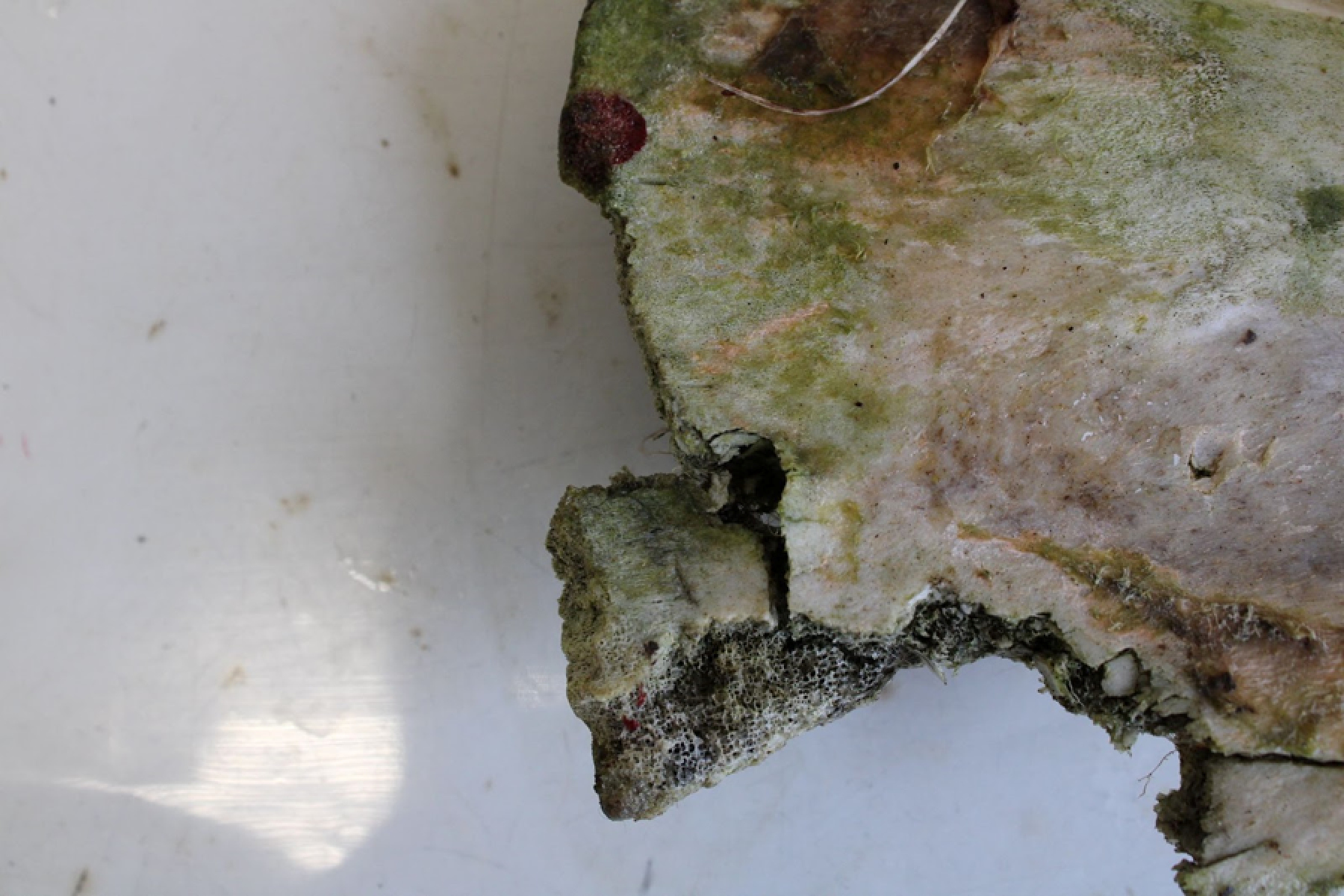 Death in the Arena: Skeleton with Lion Bite Confirms Roman Bloodsport in Britain