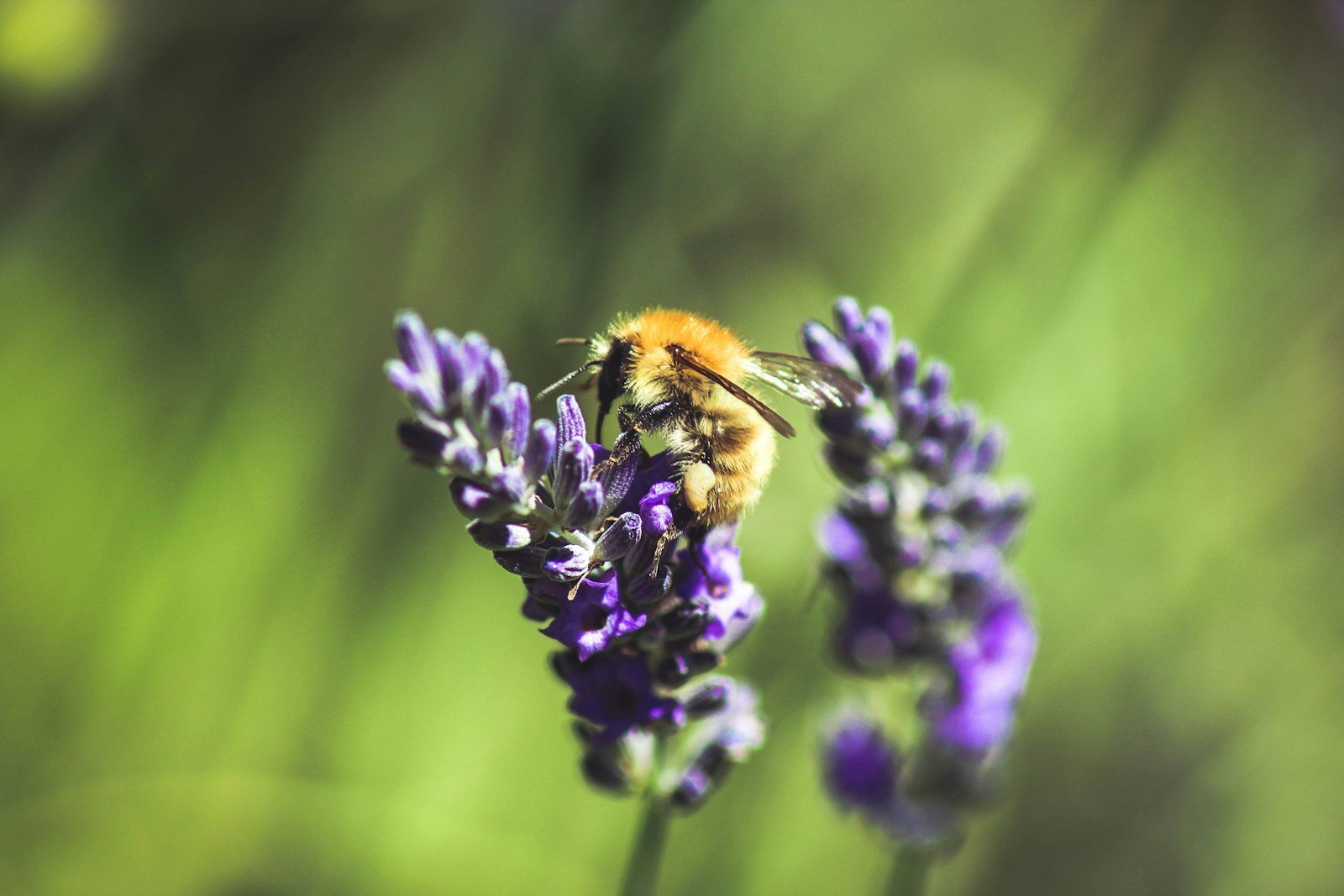 The Disappearing Pollinators of the Sonoran Desert: What Happens When Flowers Are Left Waiting