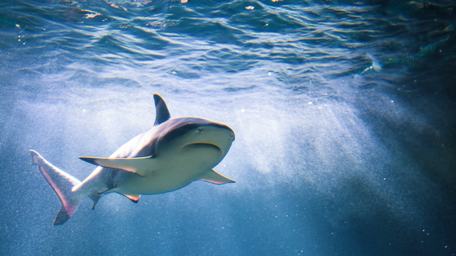 Sharks Are Older Than Trees—And They’ve Barely Changed