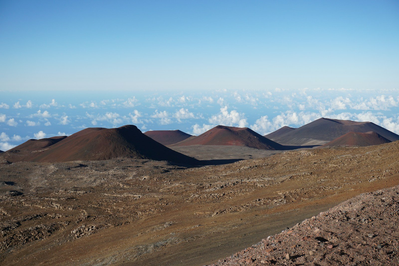 The Ancient Sea Creatures Hidden in South Australia’s Ediacara Hills