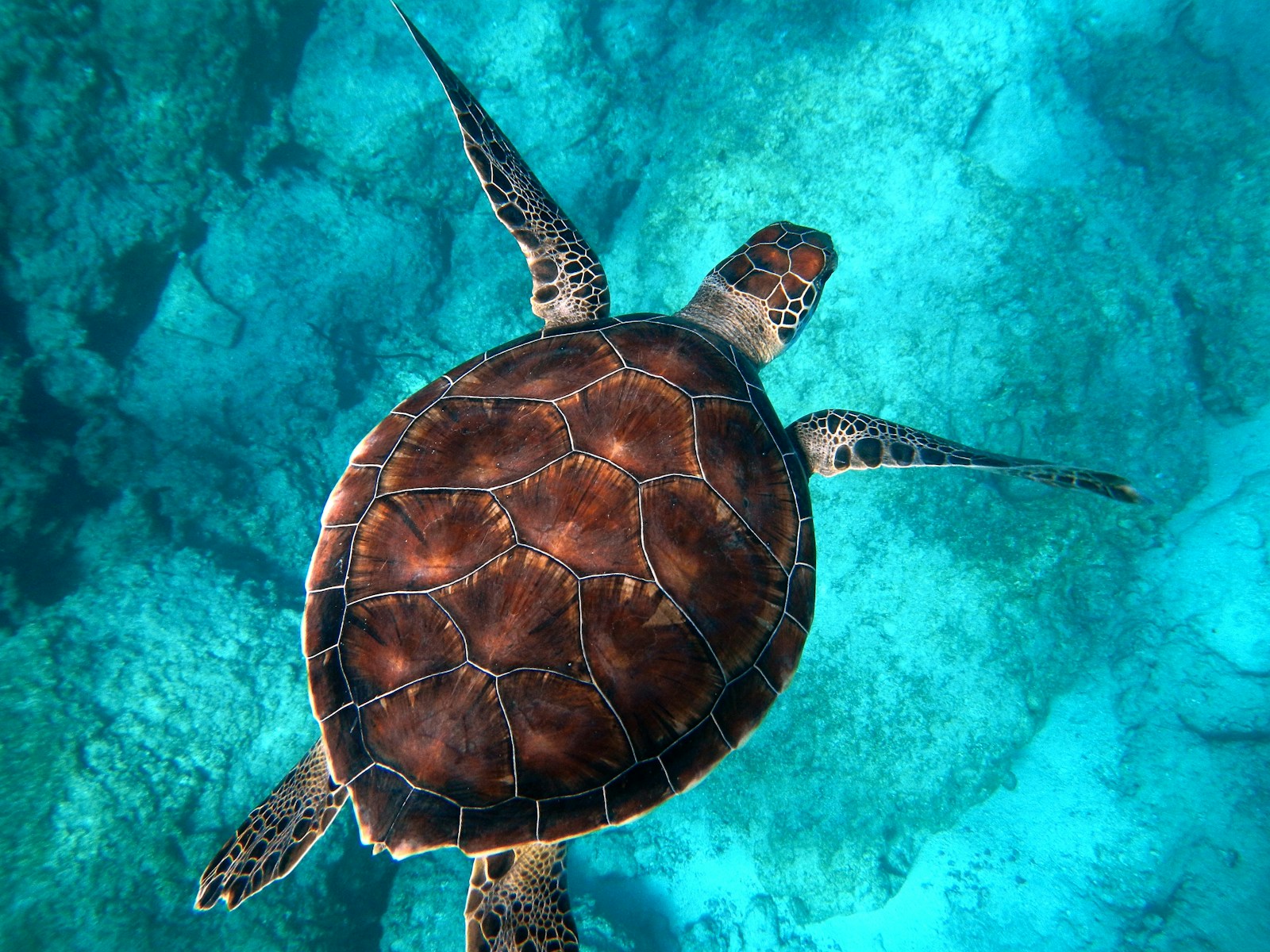 How Turtles Breathe Through Their Butts During Hibernation