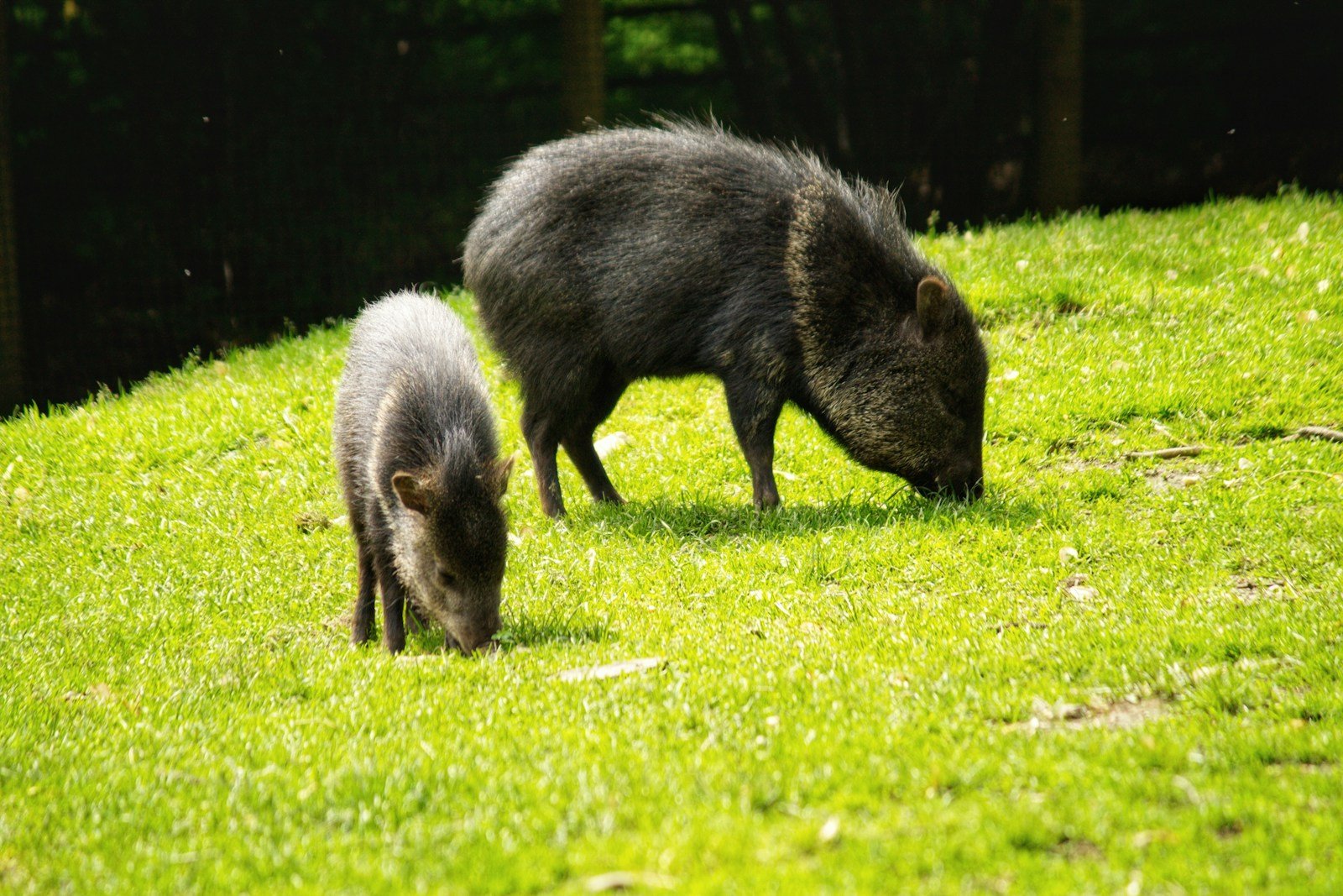 How Feral Hogs Became an Ecological Crisis Bigger Than Texas