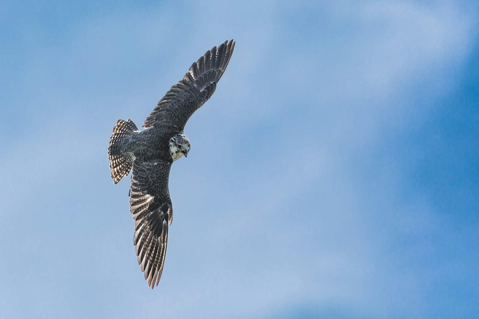 Falcons, Parrots, and Songbirds: A Closer Evolutionary Bond Than You’d Expect
