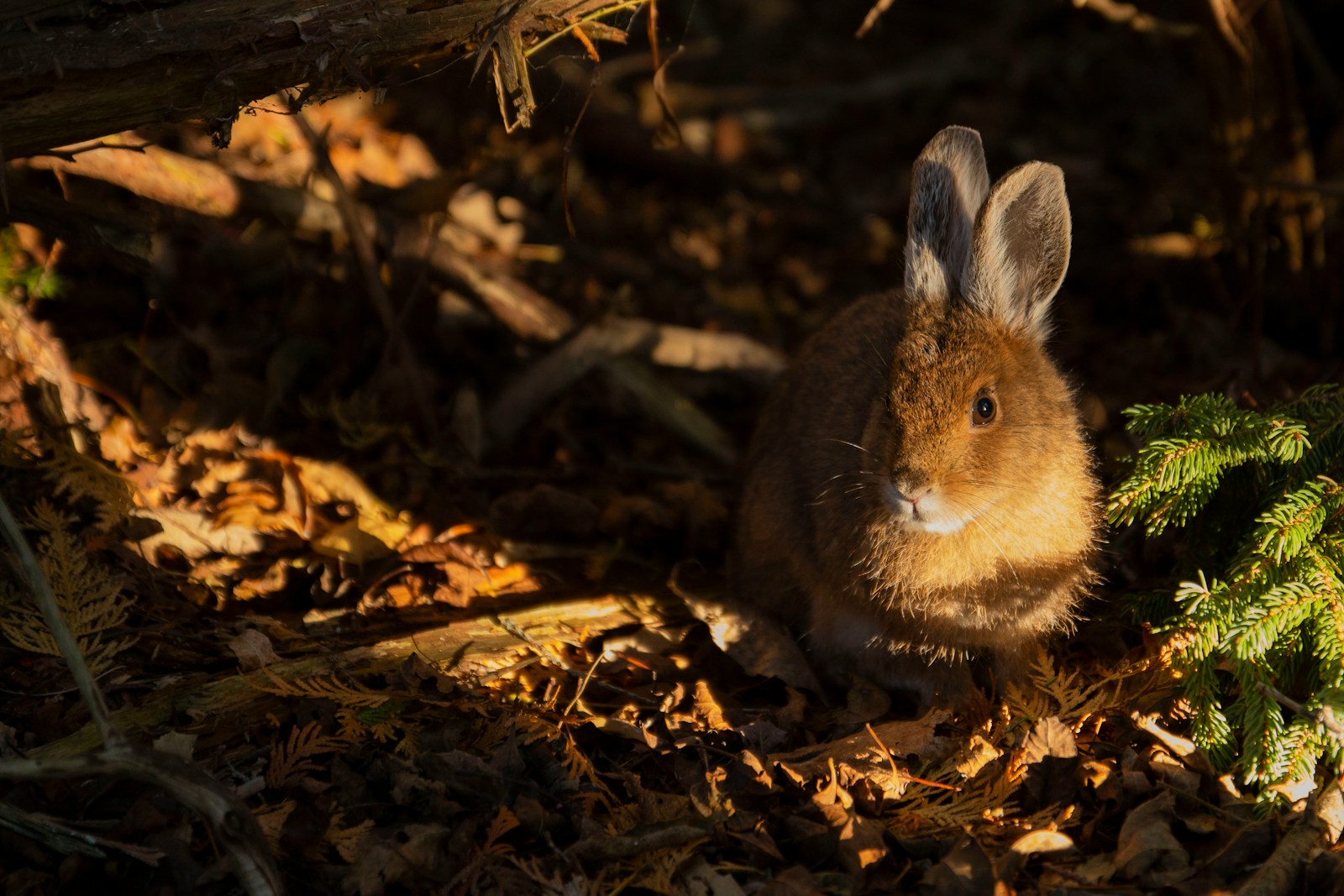 The Irish Hare: A Native Running Through Myth, Land, and Legend