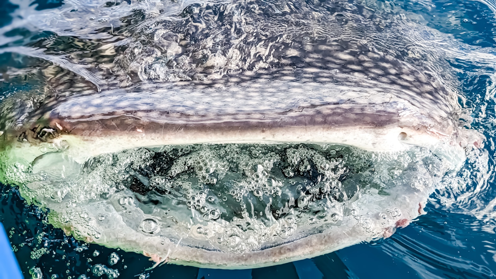 Shape Shifters of the Reef: The Surprising Evolution of Plankton Eaters