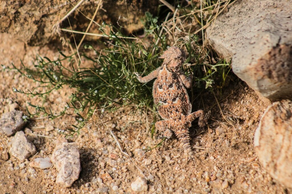 brown and black frog on brown soil