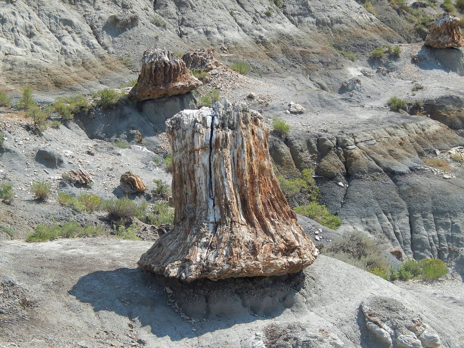 The Petrified Forest of Arizona: What Fossilized Trees Reveal About Prehistoric America