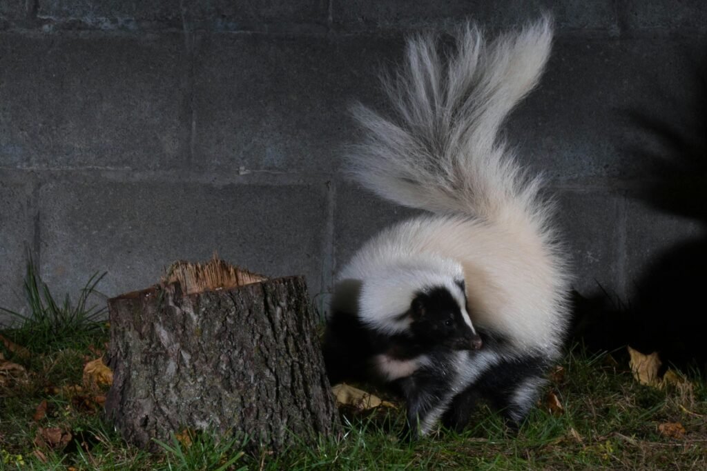 A skunk. Photo by Jack Bumer, via Pexels.