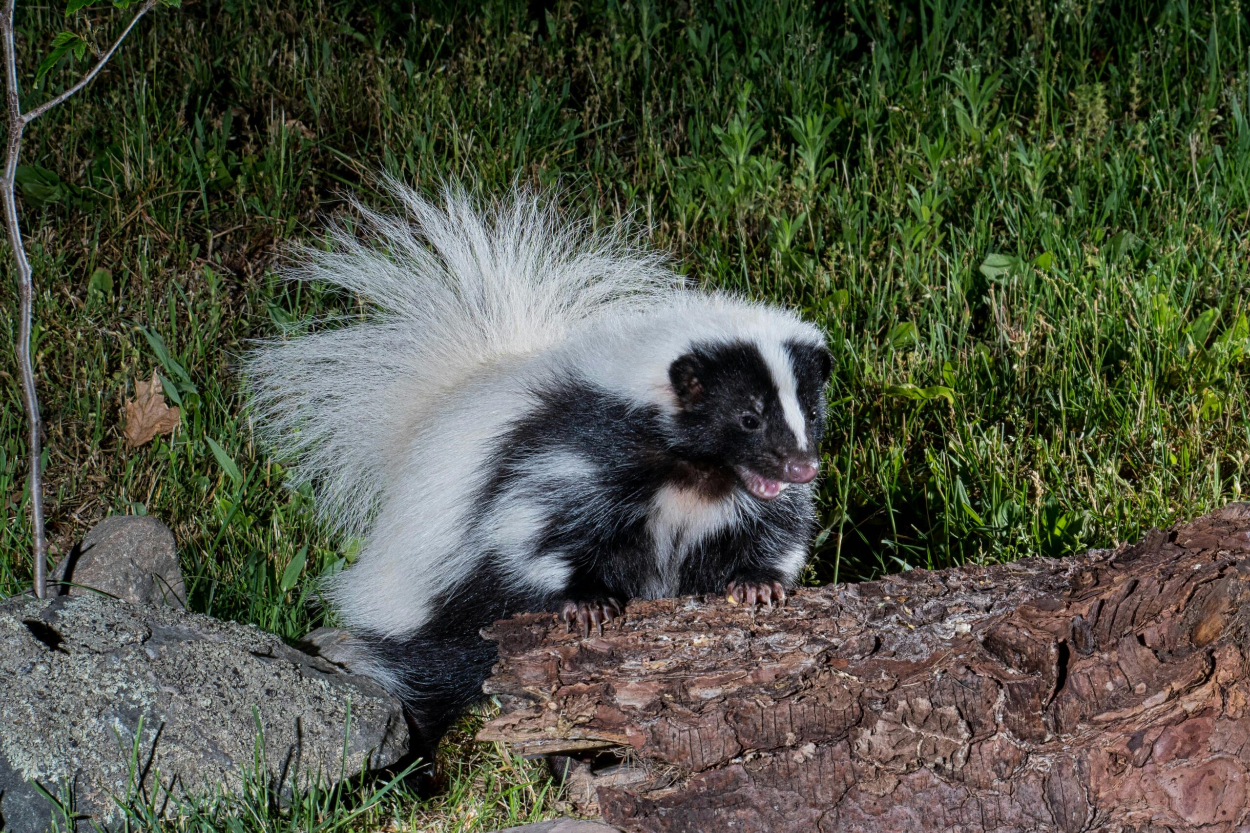 Arizona’s Rabies Spike: Protecting Pets and Wildlife