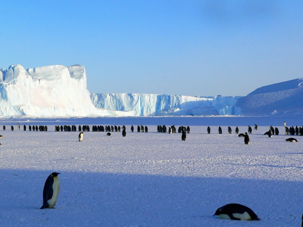 Penguin Colony