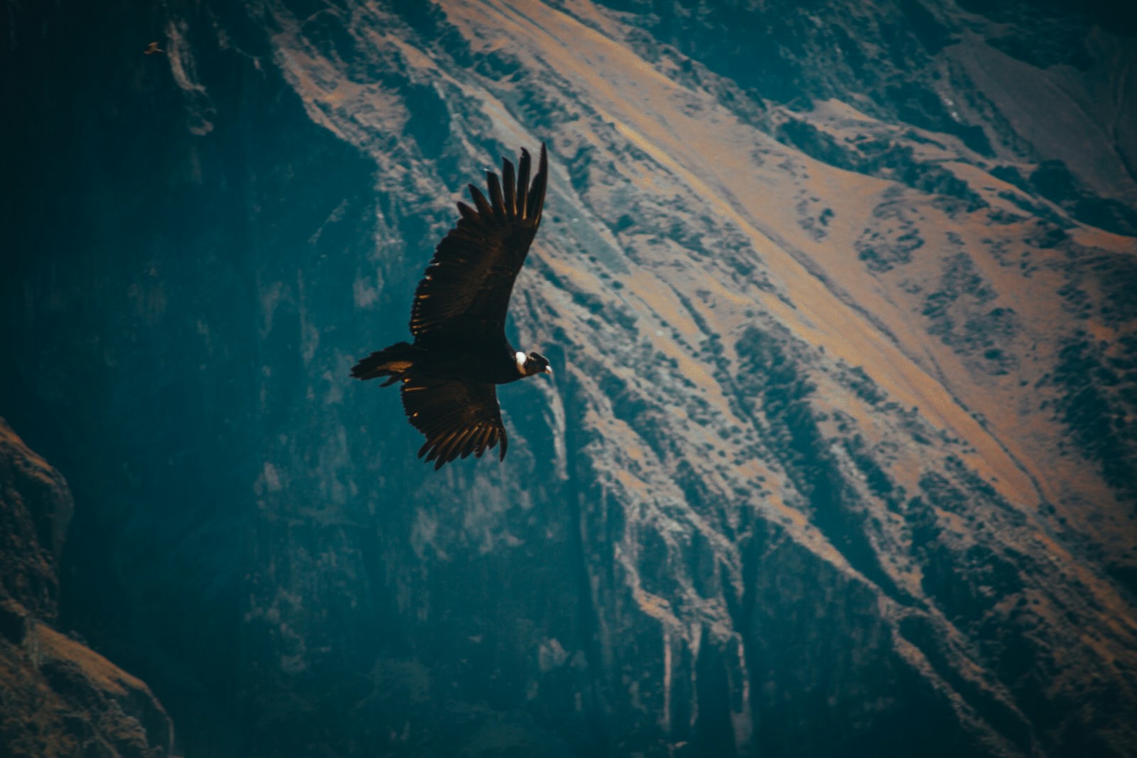 California Condors and the Fight to Keep Lead Out of the Ecosystem