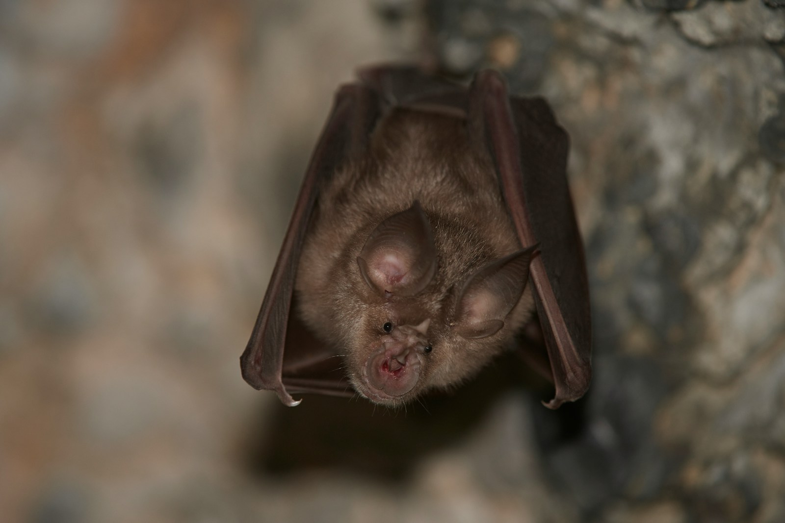 International Bat Appreciation Day: The Unsung Heroes of Pollination