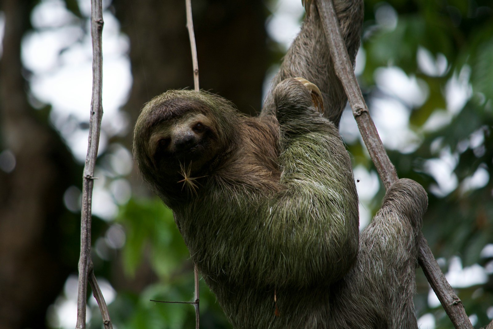 Are Sloths Lazy? The Metabolic Marvel Behind Their Slow Motion