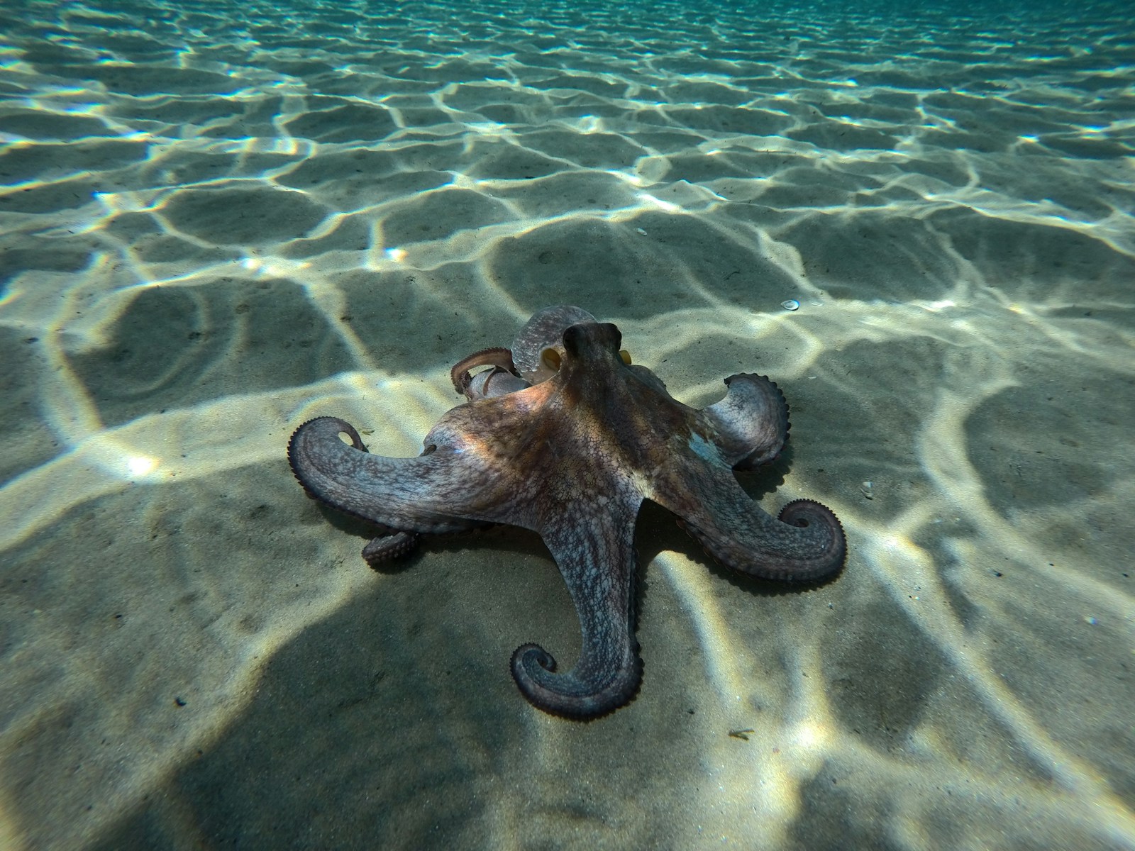 Octopuses Are So Weird Scientists Think They May Be an Evolutionary Fluke