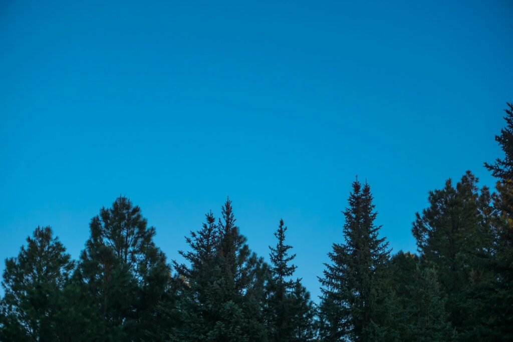 Green pine trees under the blue sky during daytime.