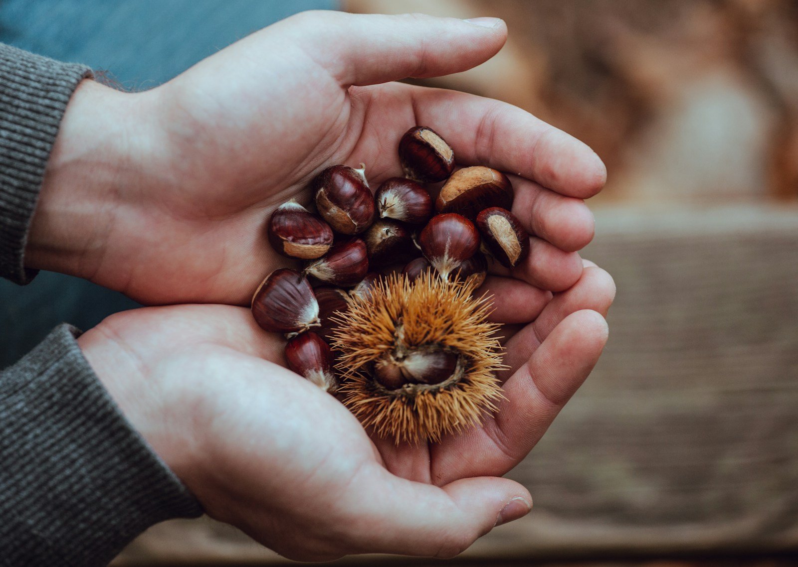 The Death of the American Chestnut: How a Fungus Wiped Out a Dominant Forest Tree