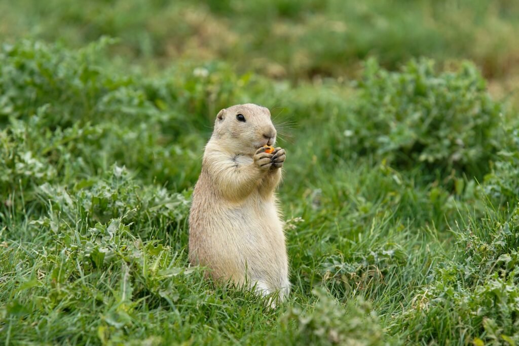brown rodent