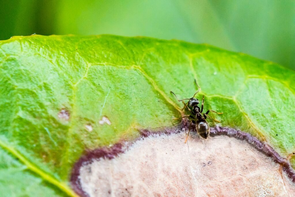 Leafcutter ant on a green leaf.