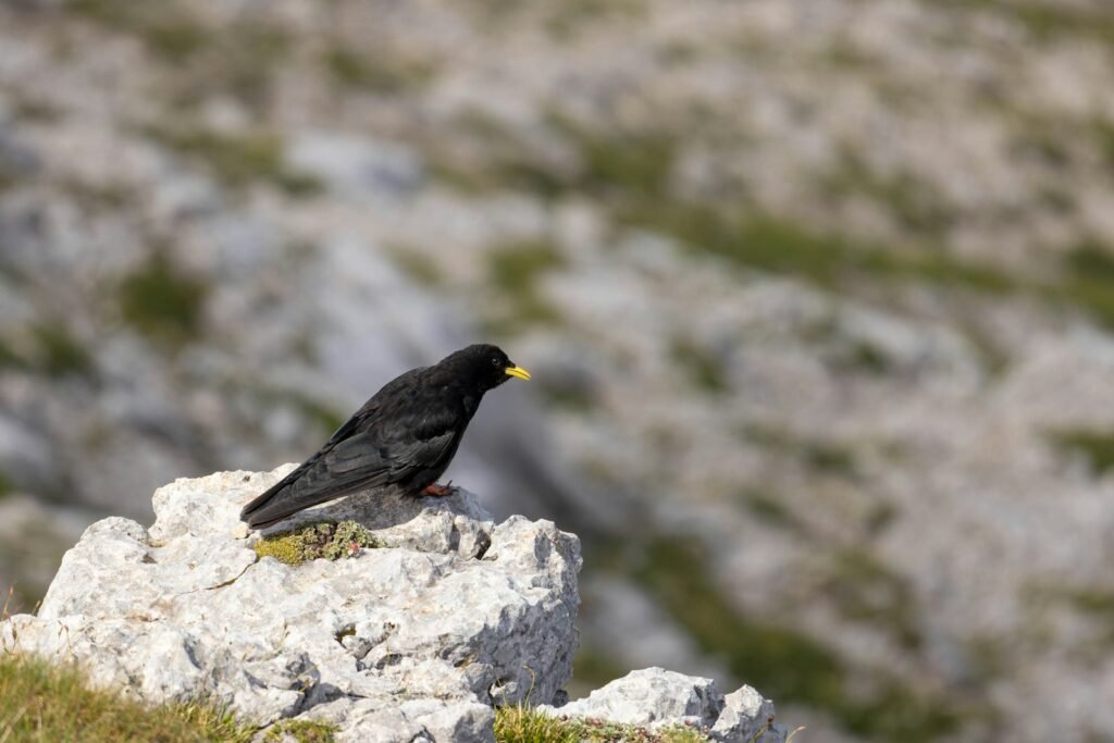 Chough sitting on top of a rock.