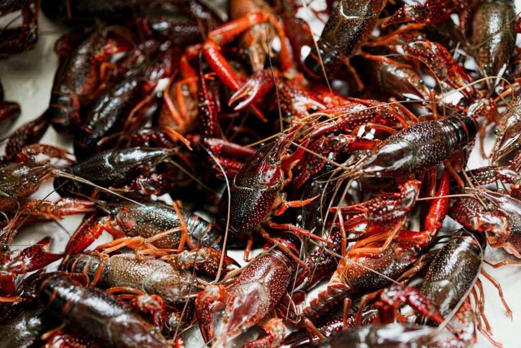 a pile of black and red crabs