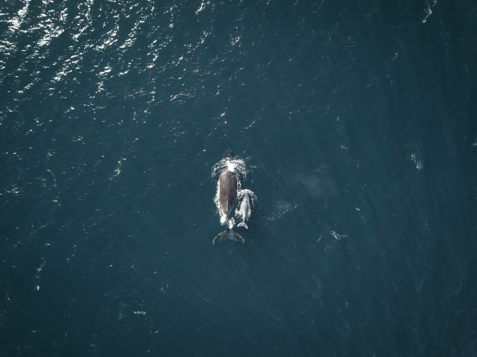 The Heaviest Brain in the Ocean Belongs to a Toothed Giant — Meet the Sperm Whale