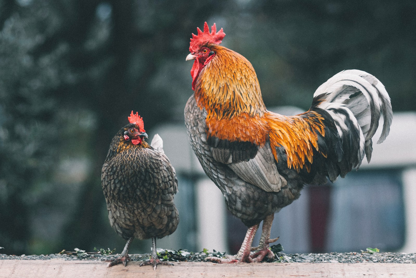 Chickens and T. rex: The Unlikely Family Reunion